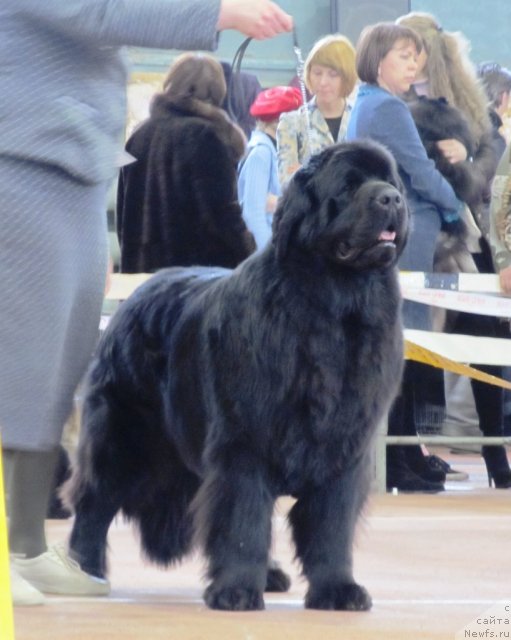 Фото: ньюфаундленд Акватория Келвин Звездная Королева (Aquatoriya Kelvin Zvezdnaya Koroleva)