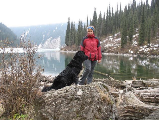 Фото: ньюфаундленд Маг Исполин Елана (Mag Ispolin Elana), Елена Зайцева (Замятина)