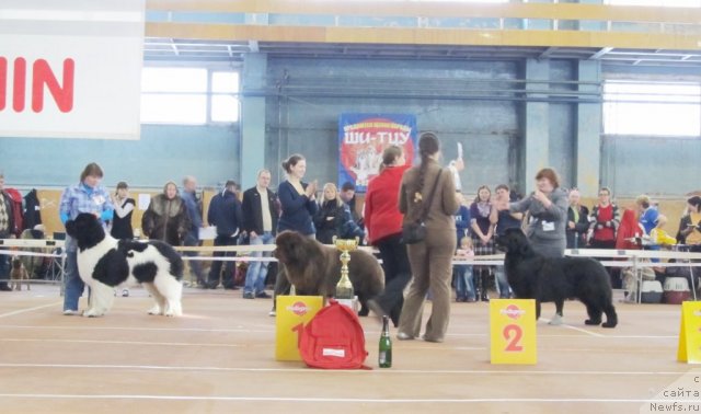 Фото: ньюфаундленд Супер Премиум Жодо Феролли (Super Premium Zhodo Ferolli), Наталия Снигирева, ньюфаундленд Командор из Медвежьего Яра, Екатерина Плотникова, ньюфаундленд Акватория Келвин Звездная Королева (Aquatoriya Kelvin Zvezdnaya Koroleva), Татьяна Абутова