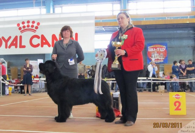 Фото: ньюфаундленд Акватория Келвин Звездная Королева (Aquatoriya Kelvin Zvezdnaya Koroleva), Татьяна Абутова