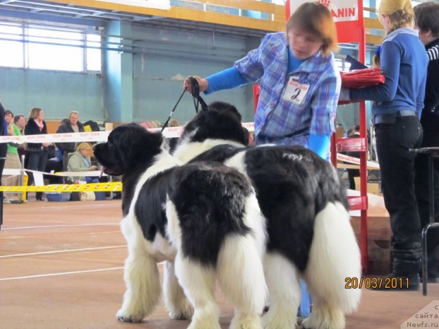 Фото: ньюфаундленд Супер Премиум Женева (Super Premium Zheneva), ньюфаундленд Супер Премиум Жодо Феролли (Super Premium Zhodo Ferolli), Наталия Снигирева