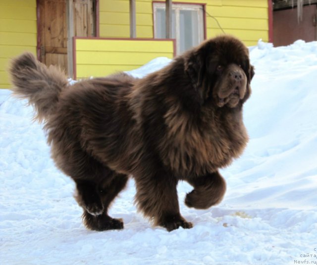 Фото: ньюфаундленд Командор из Медвежьего Яра