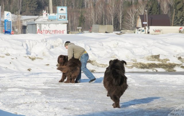 Фото: ньюфаундленд Командор из Медвежьего Яра, ньюфаундленд Кокетка от Чаннел из Медвежьего Яра, Алексей Нистратов