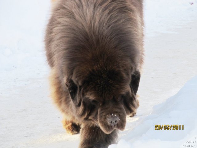 Фото: ньюфаундленд Командор из Медвежьего Яра
