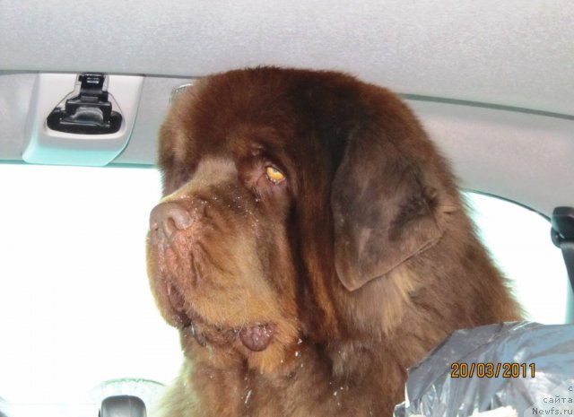 Фото: ньюфаундленд Командор из Медвежьего Яра
