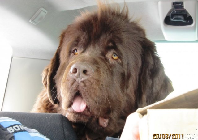 Фото: ньюфаундленд Кокетка от Чаннел из Медвежьего Яра