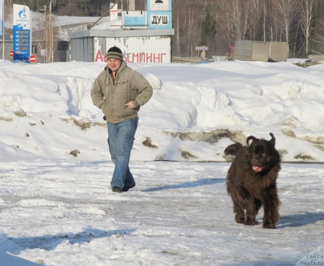 Фото: ньюфаундленд Кокетка от Чаннел из Медвежьего Яра, Алексей Нистратов