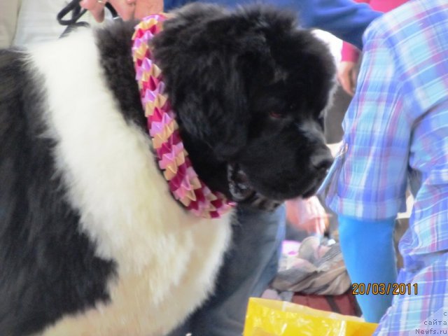 Фото: ньюфаундленд Супер Премиум Жодо Феролли (Super Premium Zhodo Ferolli), Наталия Снигирева