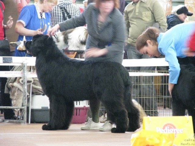 Фото: ньюфаундленд Акватория Келвин Нозерн Спирит (Aquatoriya Kelvin Northern Spirit)