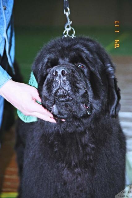 Фото: ньюфаундленд Вакула Вялiкi Мядзведзь (Vakula Vialiki Miadzvedz)