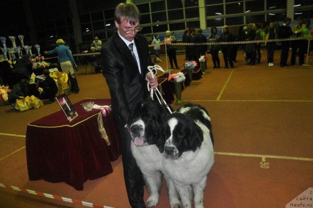 Фото: ньюфаундленд Лорд Люксембург Аюлар из Тихого Омута (Lord Luxemburg Ayular iz Tihogo Omuta), ньюфаундленд Лорд Люксембург Аюлар из Тихого Омута (Lord Luxemburg Ayular iz Tihogo Omuta), Александр Файзулин
