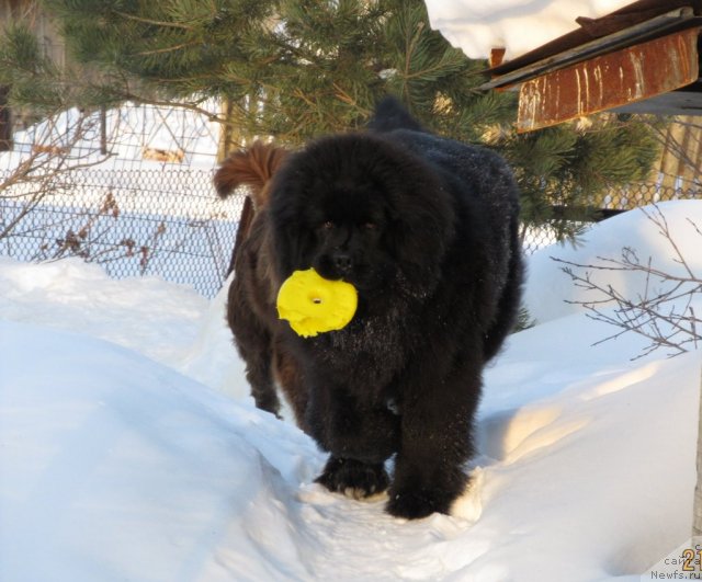 Фото: ньюфаундленд Их Высочество Владлена Маджикс