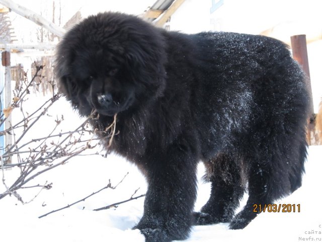 Фото: ньюфаундленд Их Высочество Владлена Маджикс