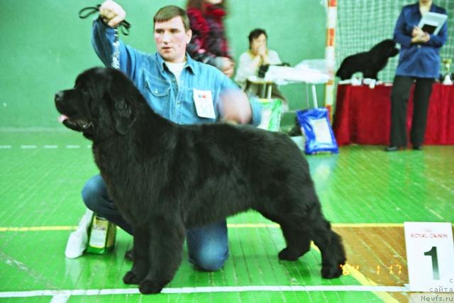 Фото: ньюфаундленд Вакула Вялiкi Мядзведзь (Vakula Vialiki Miadzvedz)