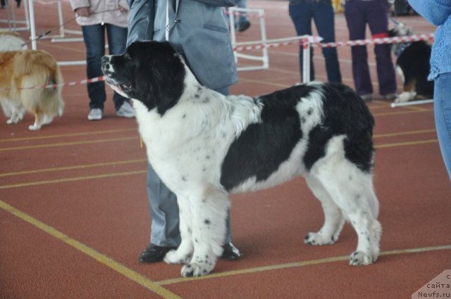 Фото: ньюфаундленд Ница для Кара Аюлар из Тихого Омута (Nica Dlja Kara Ayular iz Tihogo Omuta), Александр Файзулин