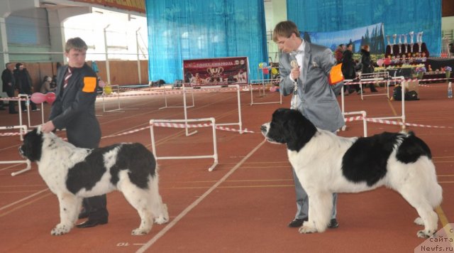 Фото: ньюфаундленд Лорд Люксембург Аюлар из Тихого Омута (Lord Luxemburg Ayular iz Tihogo Omuta), ньюфаундленд Ница для Кара Аюлар из Тихого Омута (Nica Dlja Kara Ayular iz Tihogo Omuta), Александр Файзулин, Алексей Майдуров