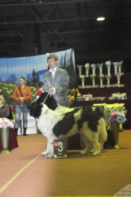 Фото: ньюфаундленд Лорд Люксембург Аюлар из Тихого Омута (Lord Luxemburg Ayular iz Tihogo Omuta), ньюфаундленд Ница для Кара Аюлар из Тихого Омута (Nica Dlja Kara Ayular iz Tihogo Omuta), Александр Файзулин