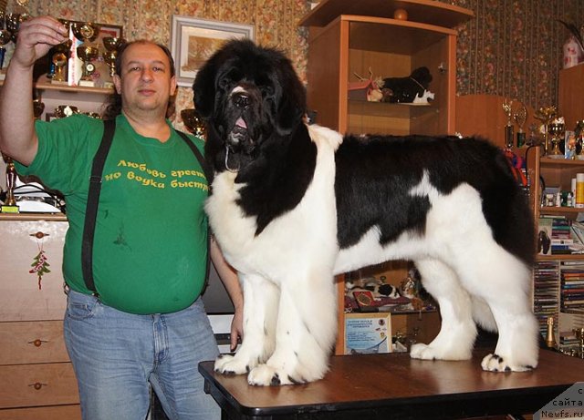 Фото: ньюфаундленд Супер Премиум Женева (Super Premium Zheneva)