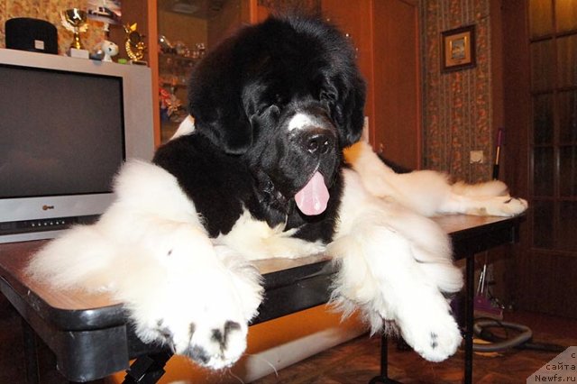 Фото: ньюфаундленд Супер Премиум Женева (Super Premium Zheneva)