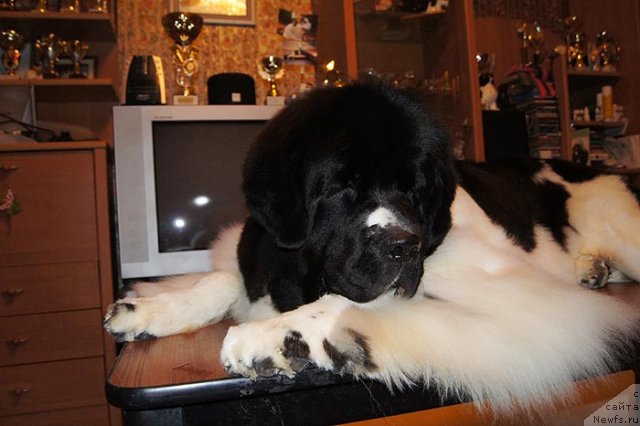 Фото: ньюфаундленд Супер Премиум Женева (Super Premium Zheneva)