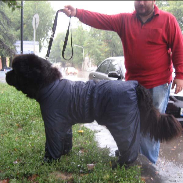 Фото: ньюфаундленд Доджер от Сибирского Медведя (Dodger ot Sibirskogo Medvedja)