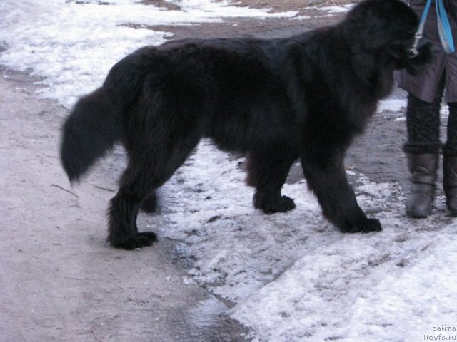 Фото: ньюфаундленд Velyke Malyatko Zaspiv Hvyli