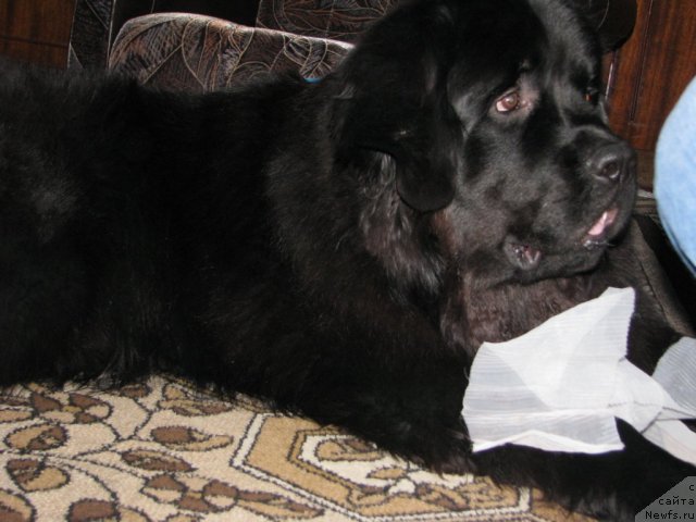 Фото: ньюфаундленд Velyke Malyatko Zaspiv Hvyli