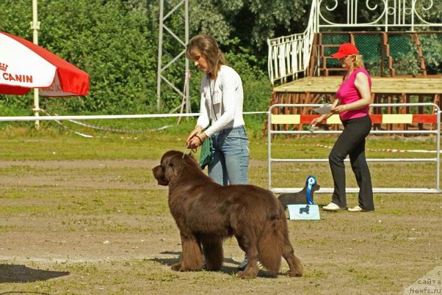 Фото: ньюфаундленд Ais Cream Ambassador