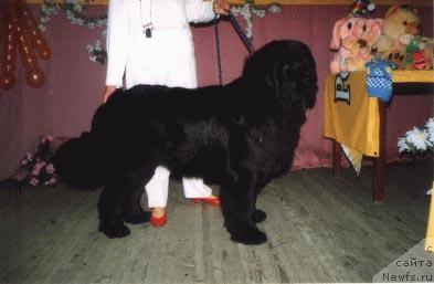 Фото: ньюфаундленд Kodiak v. Trieberg