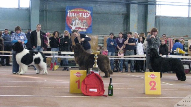 Фото: ньюфаундленд Супер Премиум Жодо Феролли (Super Premium Zhodo Ferolli), ньюфаундленд Командор из Медвежьего Яра, ньюфаундленд Акватория Келвин Звездная Королева (Aquatoriya Kelvin Zvezdnaya Koroleva)