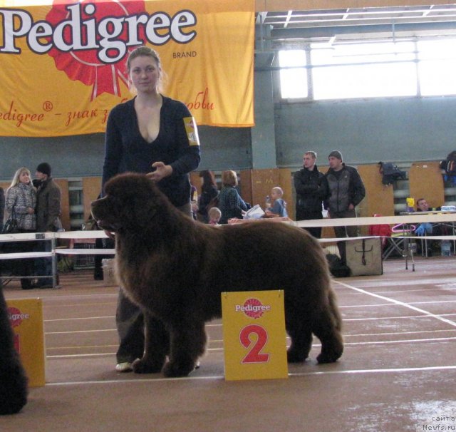 Фото: ньюфаундленд Командор из Медвежьего Яра