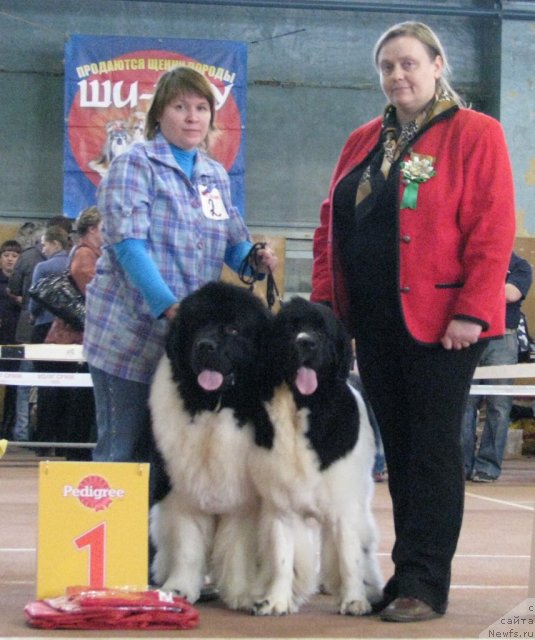 Фото: Наталия Снигирева, ньюфаундленд Супер Премиум Жодо Феролли (Super Premium Zhodo Ferolli), ньюфаундленд Супер Премиум Женева (Super Premium Zheneva)