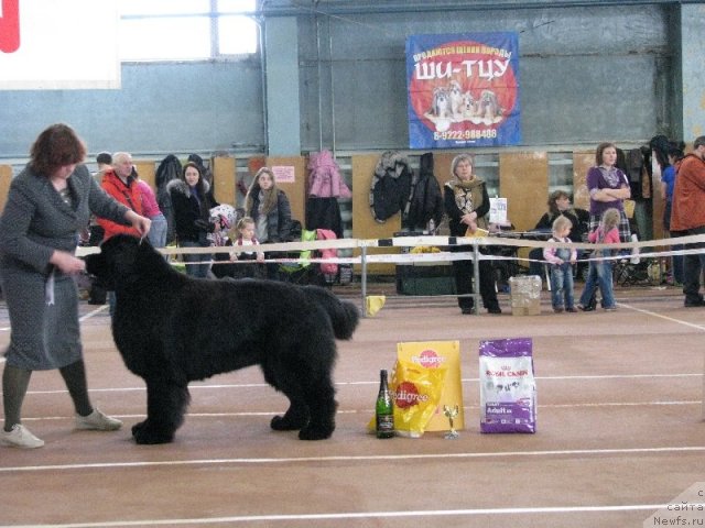 Фото: ньюфаундленд Акватория Келвин Инсайдер