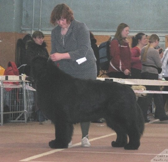 Фото: ньюфаундленд Акватория Келвин Инсайдер