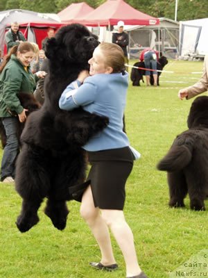 Фото: ньюфаундленд Good as Gold Anmalamual del Basaburua