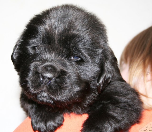 Фото: Бегущая по волнам Дансинг Квин