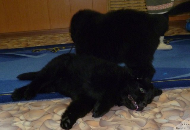 Фотография № 62075