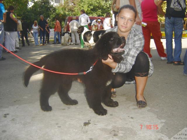 Фото: ньюфаундленд Потап Фидель