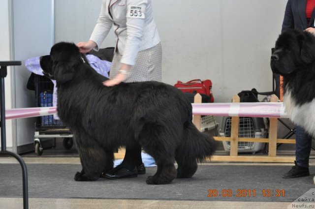 Фото: ньюфаундленд Just For My Heart Midnight Bear, Анастасия Заливако