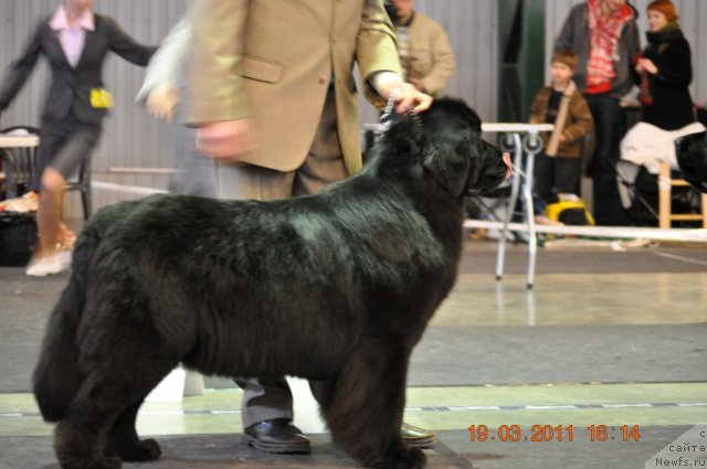 Фото: ньюфаундленд Звезда Ростова с Берега Дона (Zvezda Rostova s Berega Dona)