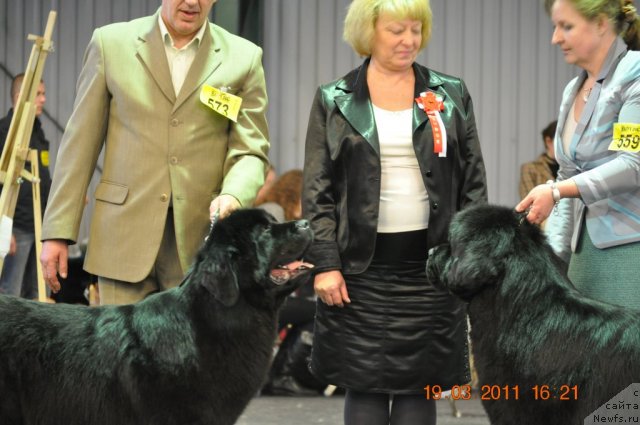 Фото: ньюфаундленд Звезда Ростова с Берега Дона (Zvezda Rostova s Berega Dona), ньюфаундленд Midnight Lady's Voodoo Priest