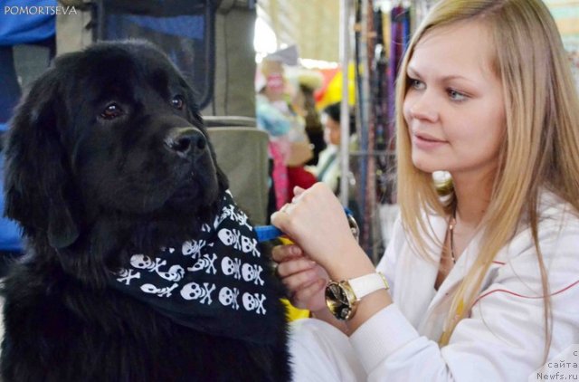 Фото: ньюфаундленд Супер Бизон Дека, Алёна Щелконогова