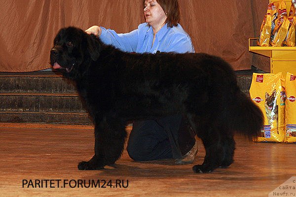 Фото: ньюфаундленд Судьбы Подарок