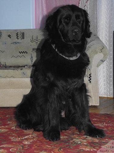 Фото: ньюфаундленд Гералис Нэсси-Эдем