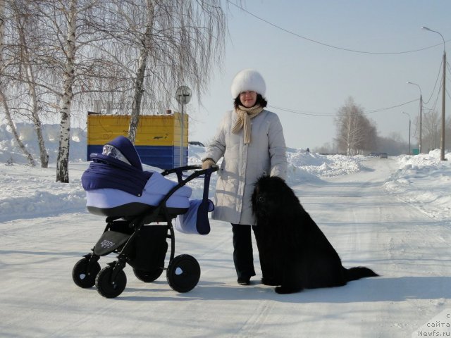 Фото: ньюфаундленд Супер Премиум Вашингтон, Елена Тищенко