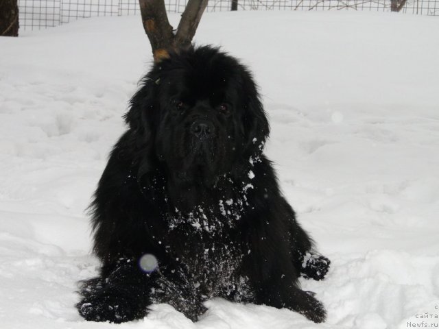 Фото: ньюфаундленд Супер Премиум Вашингтон