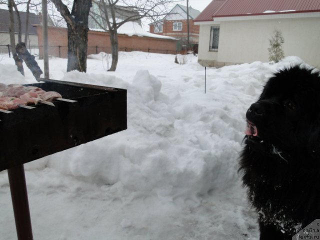 Фото: ньюфаундленд Супер Премиум Вашингтон