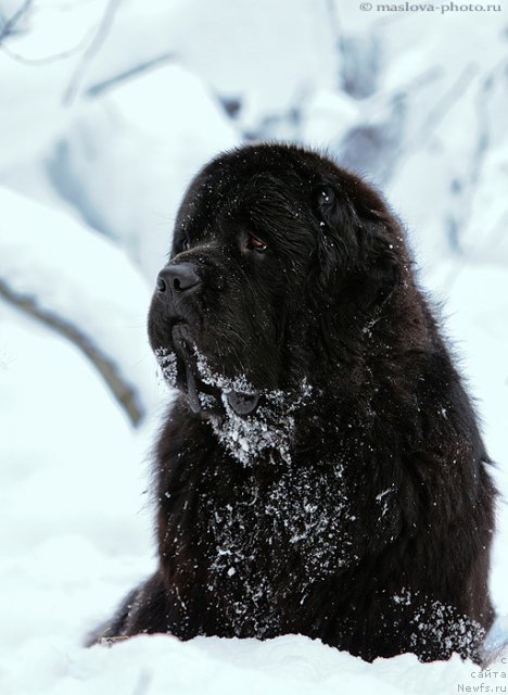 Фото: ньюфаундленд Пчёлкин Дом Вениамин (Pchiolkin Dom Veniamin)