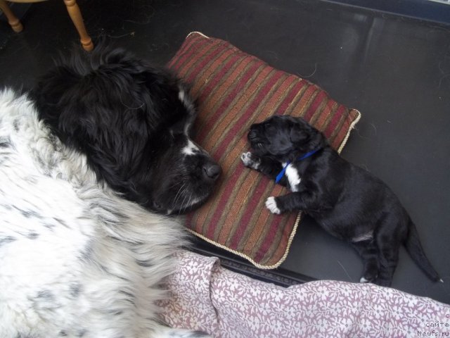 Фото: ньюфаундленд Маг Исполин Карте Бланч фор Питерньюф (Mag Ispolin Carte Blanche for Piternyuf)