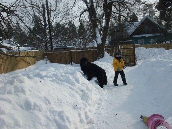 Фото: ньюфаундленд Дар Свезы Онафеелинг (Dar Svezy Onafeeling)